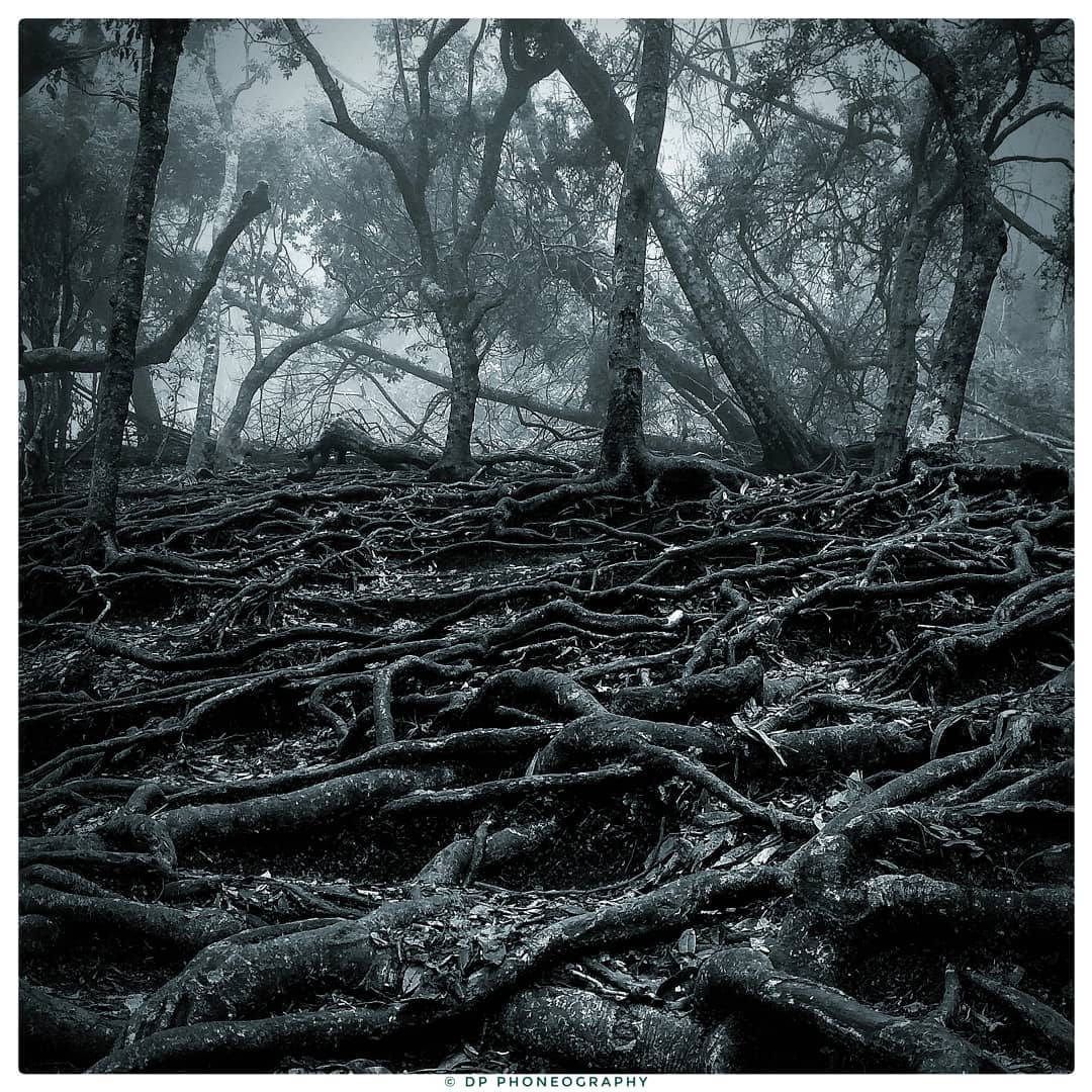 Dense Misty Whispering Forest